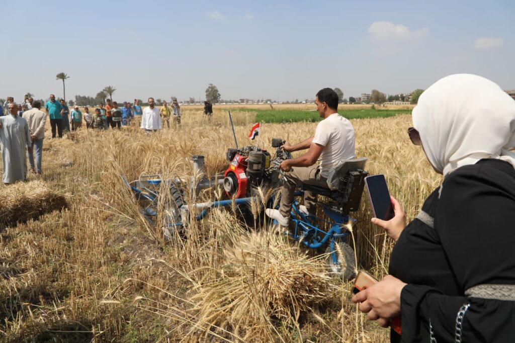 إنتاج القمح