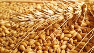 سعر توريد القمح