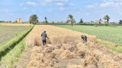 موسم توريد القمح المحلي