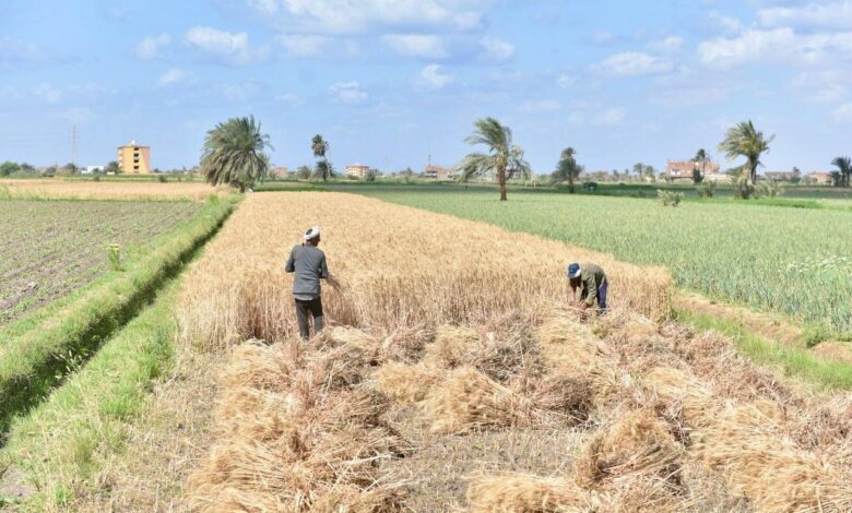 موسم توريد القمح المحلي