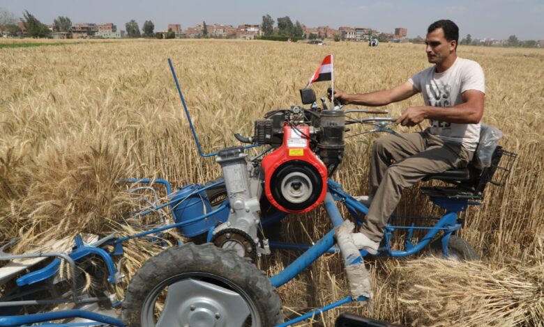 إنتاج القمح