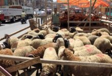 الأضاحي المطروحة من التموين في عيد الأضحى