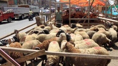 الأضاحي المطروحة من التموين في عيد الأضحى