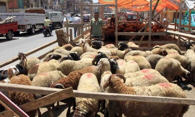 الأضاحي المطروحة من التموين في عيد الأضحى