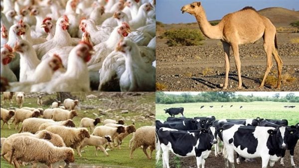 الثروة الحيوانية _ صورة تعبيرية