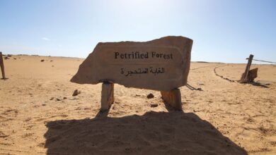 الغابة المتحجرة