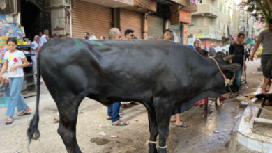 عقوبات ذبح الأضاحي خارج المجازر