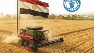 تقرير الفاو عن انتاج مصر للقمح